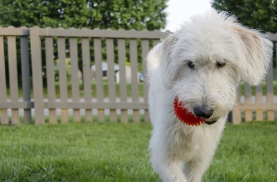 kellyvandellen/iStock/Getty Images The labradoodle's fur, color and size will vary according to which dog's genes are dominant.