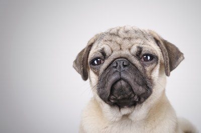 bernardbodo/iStock/Getty Images Both pugs and bulldogs often suffer from respiratory issues because of their short noses.