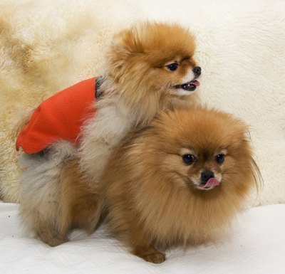 Morten Normann Almeland/iStock/Getty Images Small dogs reach sexual maturity and can mate earlier than large dogs.