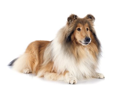 cynoclub/iStock/Getty Images The Scottish or rough collie is a dog of great intelligence and presence.