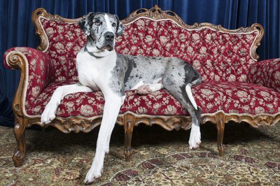 ELizabethHoffmann/iStock/Getty Images Great Danes are more than happy to cuddle on the couch if you let them.