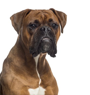 GlobalP/iStock/Getty Images Boxers are a German breed.