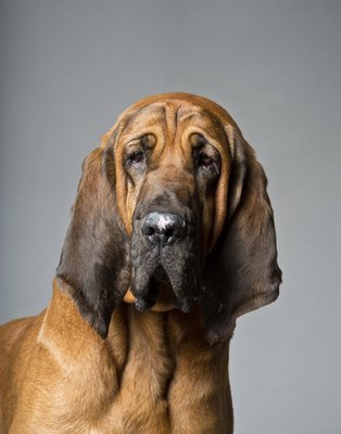 smcarter/iStock/Getty Images He may look depressed, but the bloodhound is usually anything but.