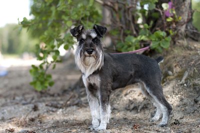Nata_Snow/iStock/Getty Images The miniature schnauzer: the dog with the beard and bushy eyebrows.