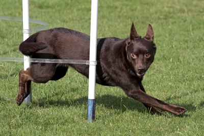madcorona/iStock/Getty Images Kelpies possess all sort of talents.
