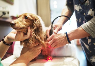 Adam Pretty/Getty Images News/Getty Images Keep your dog healthy into his senior years by feeding the proper diet.