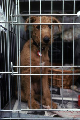 Ingram Publishing/Ingram Publishing/Getty Images Close living quarters can hasten the spread of kennel cough.