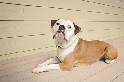 dnsphotography/iStock/Getty Images A healthy American bulldog can expect to live 10 to 16 years.
