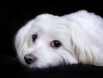 mico_images/iStock/Getty Images When full-grown, the Maltese should weigh no more than 7 pounds.