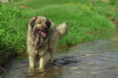 Nisotovski/iStock/Getty Images The Shar Mountain dog or Sarplaninac also is called the Macedonian shepherd.