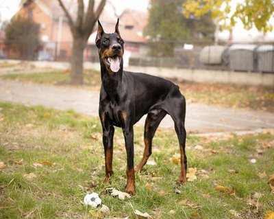 Lunja/iStock/Getty Images The Doberman pinscher was first bred as a companion to tax collector Louis Dobermann.