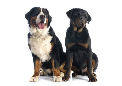 cynoclub/iStock/Getty Images Bernese mountain dogs and Rottweilers both worked as drover dogs in ancient times.