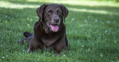 REYNALDO BRIGANTTY JR/iStock/Getty Images Your vet may detect abnormal lung sounds if your dog has heartworms.