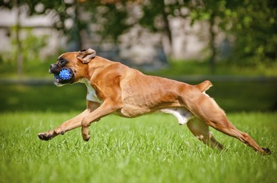 Aly Tyler/iStock/Getty Images Working dogs do best with special nutrition and conditioning.
