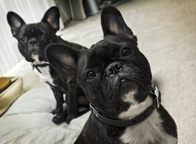 JohnnyH5/iStock/Getty Images "I believe I hear the friendly rustle of a biscuit bag."