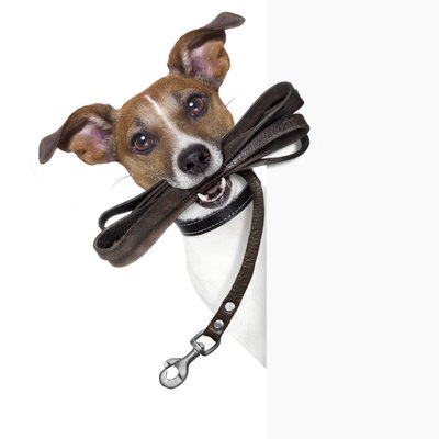 damedeeso/iStock/Getty Images Instilling good leash manners in your dog can help protect against injuries.