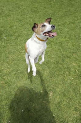 Kane Skennar/Photodisc/Getty Images Resist the urge to pick up your dog when he's jumping for attention.