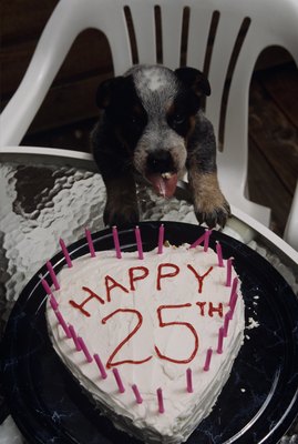 Karl Weatherly/Photodisc/Getty Images Cakes for people are unhealthy for puppies.
