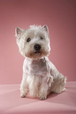 Chris Amaral/Digital Vision/Getty Images A Westie's coat requires frequent maintenance.