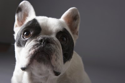 Chris Amaral/Digital Vision/Getty Images French bulldogs have a short, flat face that can lead to health complications.