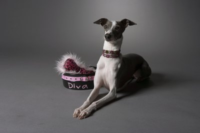 Chris Amaral/Digital Vision/Getty Images The existence and admiration of Italian greyhounds have spanned for centuries.