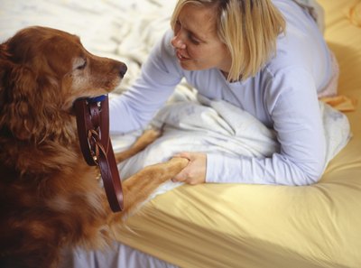 Ryan McVay/Photodisc/Getty Images A midnight potty trip is in order if you feed your dog before bedtime.