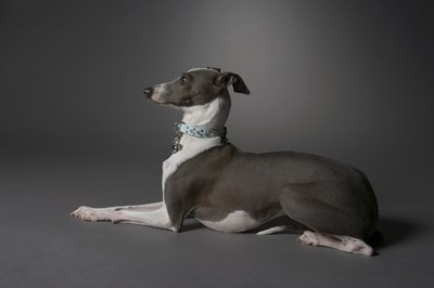 Chris Amaral/Digital Vision/Getty Images Despite his diminutive stature, the Italian greyhound's graceful, lithe profile demands attention.