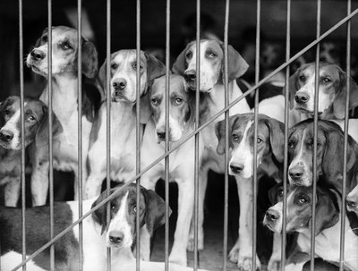 Fox Photos/Valueline/Getty Images Puppy mills are among the top contributors to animal neglect and abuse.