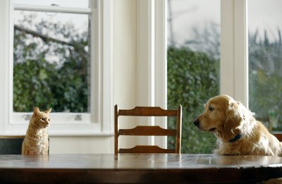 Janie Airey/Digital Vision/Getty Images No sharing: keep the cat's bowl up high out of your dog's reach or separate the feeding areas with a pet gate.