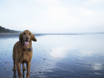 Ryan McVay/Photodisc/Getty Images Exercise your dog during the coolest parts of the day.