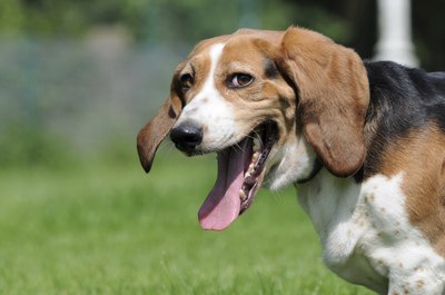 Carosch/iStock/Getty Images Red and blue ticking, like the freckles on this beagle's chest, is a common, and acceptable, trait of the breed.