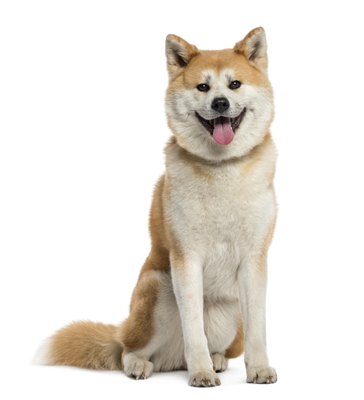 GlobalP/iStock/Getty Images The Akita, a large, powerful guarding breed, is banned in Singapore.
