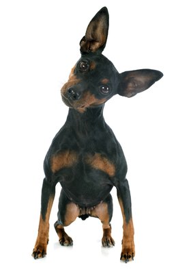 cynoclub/iStock/Getty Images Despite his diminutive stature, the miniature pinscher has more spirit and attitude than many large dogs.