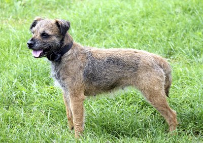 shellhawker/iStock/Getty Images Canine epileptoid cramping syndrome primarily affects border terriers.