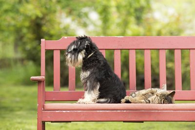 Jevtic/iStock/Getty Images Schnauzers come in three colors and three sizes.