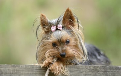 tsik/iStock/Getty Images Yorkshire terriers rarely have more than five puppies in a litter.