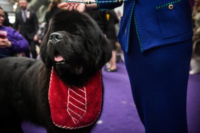 Andrew Burton/Getty Images News/Getty Images Newfoundlands live eight to 10 years.