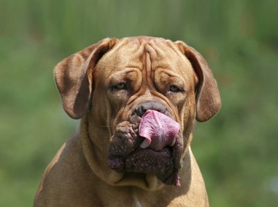 Wavetop/iStock/Getty Images Nonstop grooming could be a sign of boredom.