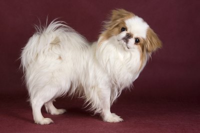 Dixi_/iStock/Getty Images The Japanese chin is also known as the Japanese spaniel.