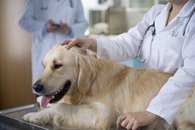 Tashi-Delek/iStock/Getty Images While the antibiotic is usually administered orally, your vet might also give levofloxacin intravenously to your pup if his infection is very serious.