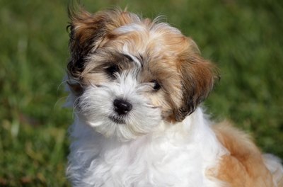 Laura Cruise Photography/iStock/Getty Images Who can resist that Havanese face?