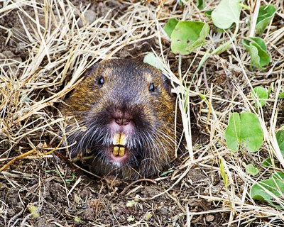 Zygmund Zee/iStock/Getty Images He may think he's all right, but you and your yard don't.