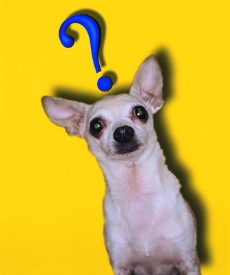Photodisc/Photodisc/Getty Images People sometimes joke about what a dog might say about neutering if he could speak.