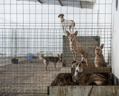 GlobalP/iStock/Getty Images Use Sevin dust around the kennel as part of your flea-fighting plan.