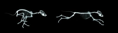 Digital Vision./Photodisc/Getty Images Windhounds are skinny, but not that skinny.