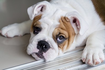 piyagoon/iStock/Getty Images If it's too difficult for your bulldog to breathe with his mouth closed, he made need surgery.