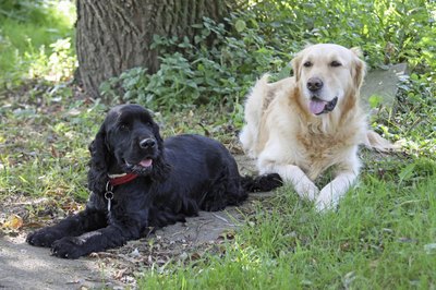 mb-fotos/iStock/Getty Images The golden retriever wins the most popular contest in the American Kennel Club, ranking No. 3 in dog registration statistics.