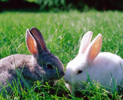 Digital Vision/Photodisc/Getty Images Rabbit pinworms are species specific and unable to transfer to dogs.