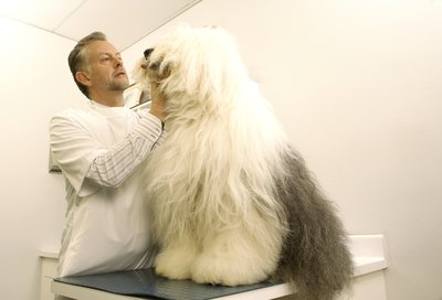 Dean Golja/Digital Vision/Getty Images Your veterinarian will examine your dog's eyes to determine if cataracts are present.