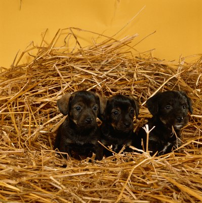 David De Lossy/Valueline/Getty Images Obtaining proper veterinary care for your female dog during pregnancy will help ensure healthy puppies.